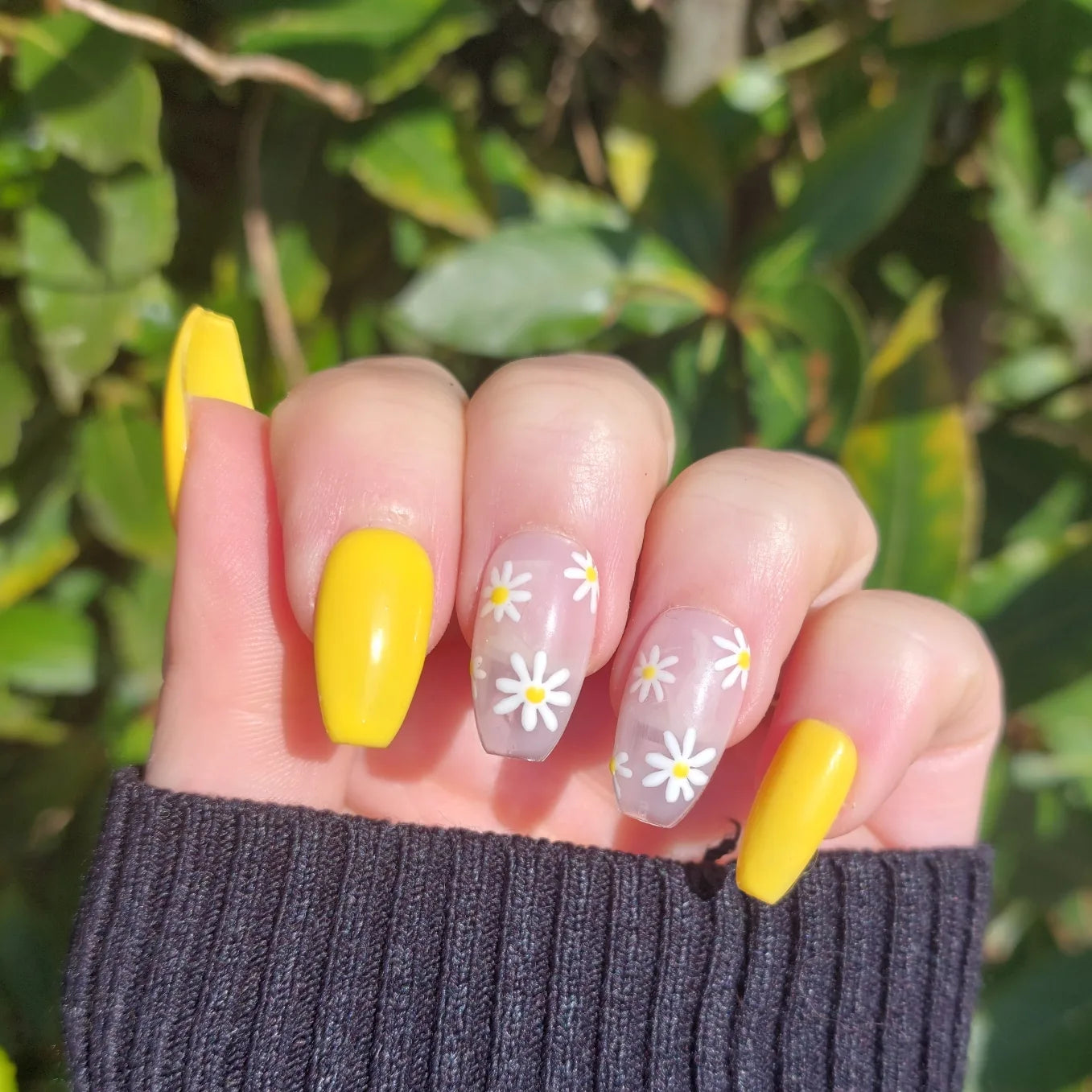 Daisy